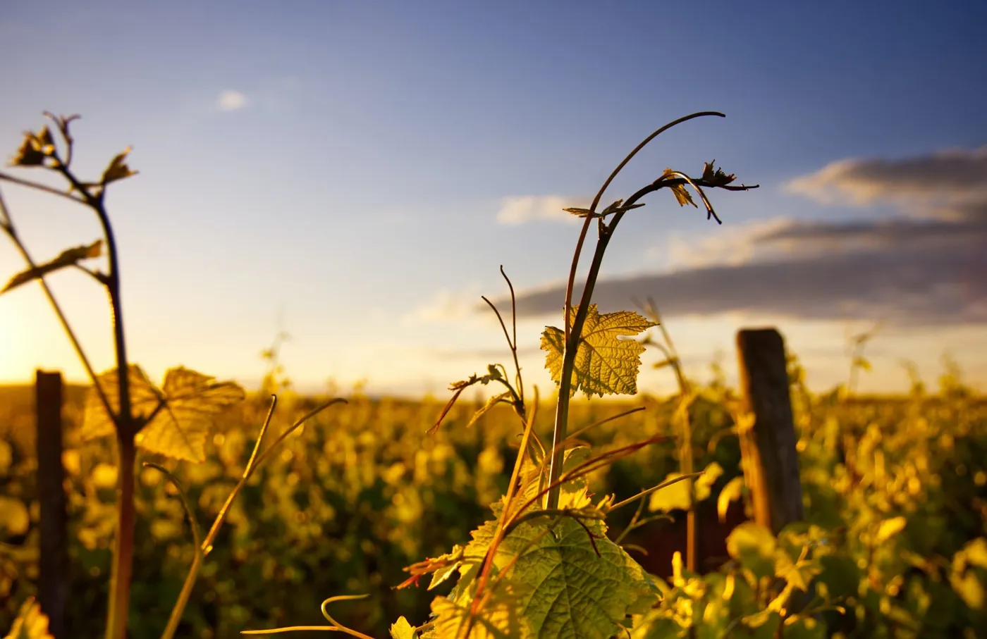 Vignes dans la lumière du soleil
